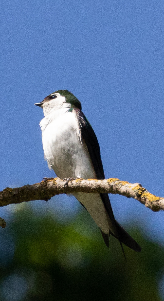 Violet-green Swallow